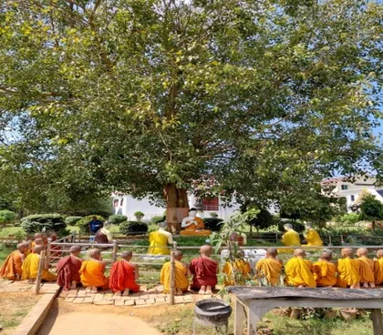 Monks in saffron robes seated in rows under a large tree in the vihara courtyard